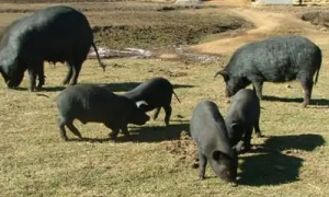 黑牧猪最大能养多少斤