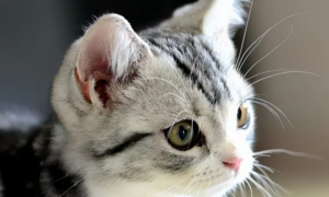 猫咪耳朵聋能治好吗多少钱