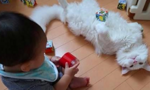 猫咪陪孩子玩耍，累得瘫在地上睡着，网友：最称职的保姆