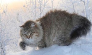 西伯利亚猫的生活习性是怎么样的