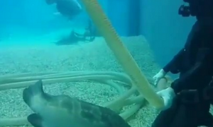 猫魂石斑鱼跑来求关注，乖等潜水员帮它摸摸头搔肚肚：很舒服呢！