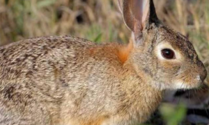 中国野兔可以养几年