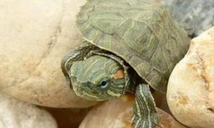 小巴西龟一直不吃东西怎么办