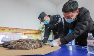 民警救助受伤鸟类，竟是国家二级保护动物