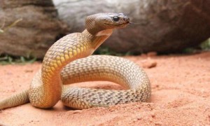 王太攀蛇是国家几级保护动物