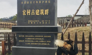 冬季黄山之行，遇见呆萌的橘猫和可爱的中华田园犬