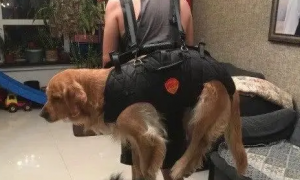 宠物背包怎么做