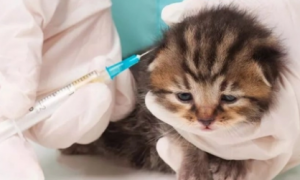 猫咪打疫苗和驱虫可以一起吗