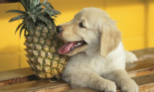 狗可以吃菠萝吗