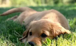 狗狗喜欢吃草是怎么回事儿