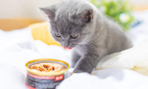 猫咪怎么喂罐头