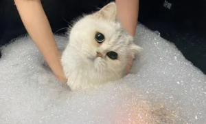 猫咪洗澡应激反应症状有哪些