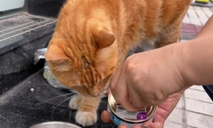 猫粮和猫罐头的区别