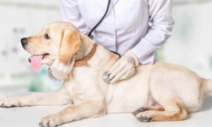 如何为狗狗找一个称职的兽医