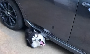 意外发生！狗子在车底咬动引发车辆启动，主人及时阻止