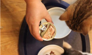 幼猫吃猫罐头好不好