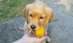 狗能不能吃芒果