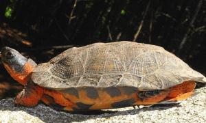 木雕水龟寿命多少年