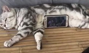 猫躺在床上被当作手机支架，猫：没看见我满脸写着“高兴”吗