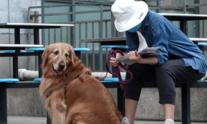 女子带狗观展被拒引热议 宠物能进博物馆吗？