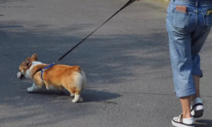 上海一大学学生争相遛狗，狗子：1天遛8遍，我都瘦了！发生了什么？