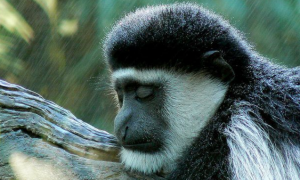 西非黑白疣猴的特征