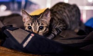 小猫呼噜着舔毛毯怎么回事啊