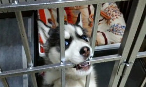 为什么狗在笼子里老叫