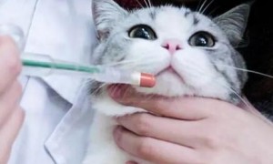 携带猫瘟病毒的猫一定会生病吗会传染吗