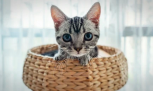 猫咪能经常吃虾仁吗