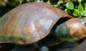马达加斯加大头侧颈龟能活多少年