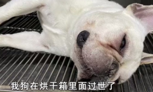 爱犬死在宠物医院！当事人：为何死在烘干机内？