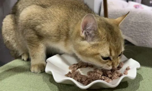 幼猫能吃猫罐头么