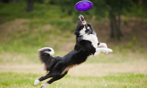 怎么训练狗狗玩飞盘