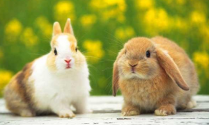 如何给宠物兔清理耳朵
