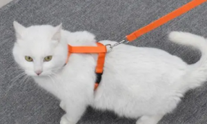 猫牵引绳怎么用