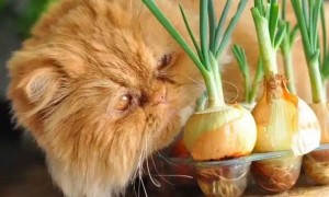 猫可以吃洋葱吗?为什么