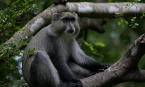 多格特青长尾猴是国家一级保护动物吗