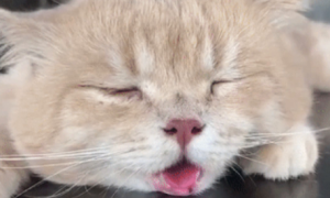 猫咪热的时候吐舌头呼吸急促怎么办