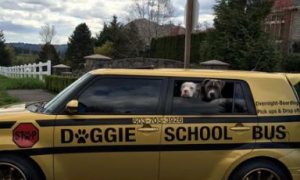 可爱大叔为狗狗们开校车，每天送狗狗上学，狗狗变得超积极去上学