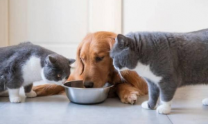 狗可以吃猫粮吗