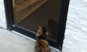 猫咪被关在门外，苦苦等待，老板娘贴公告：就是个骗子