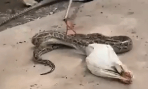郑州一动物园用活兔喂蟒蛇，引人不适！