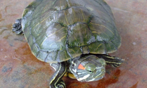 巴西翠龟白眼病的症状有哪些