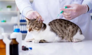 猫打完狂犬疫苗鼓包大约多久可以消