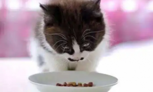 猫罐头可以拌猫粮喂吗