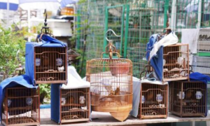笼中惊现画眉、绣眼，花鸟古玩市场贩卖国家二级保护鸟类