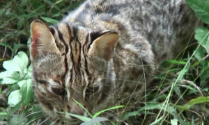 深圳一市民捡到“怪猫”，长有豹子的斑纹，眼神凶狠