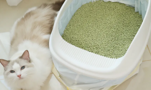 家猫会用猫砂吗