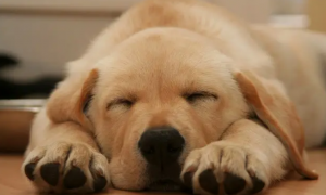 小狗狗睡觉抽搐颤是什么原因